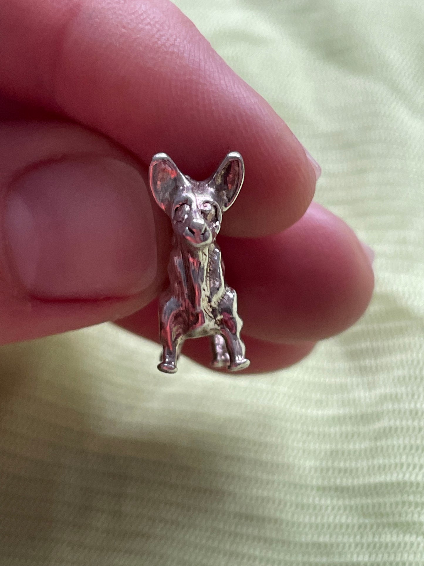 Cheeky corgi charm